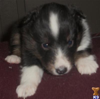 Shetland Sheepdog Puppies